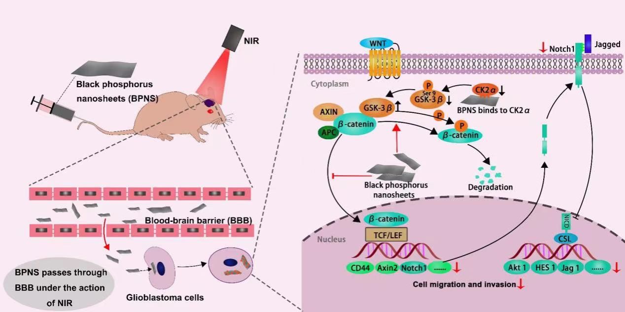 黑磷納米片對惡性膠質(zhì)母細(xì)胞瘤治療方面的研究取得最新進(jìn)展
